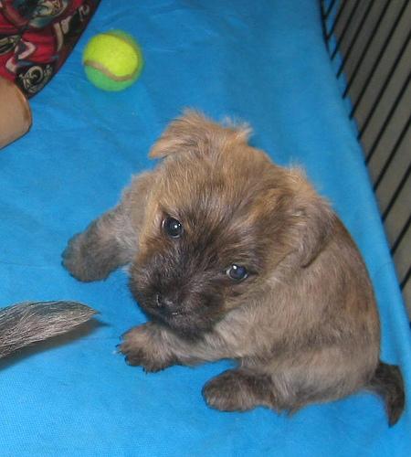 Cairn Terrier additional photo