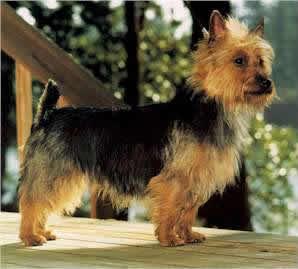 Australian Terrier additional photo