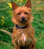 Australian Terrier additional photo