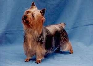 Australian Terrier additional photo