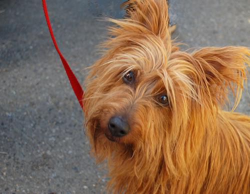 Australian Terrier additional photo