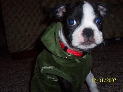 Boston Terrier additional photo