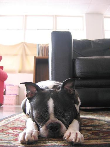 Boston Terrier additional photo