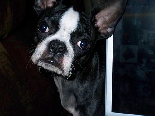 Boston Terrier additional photo