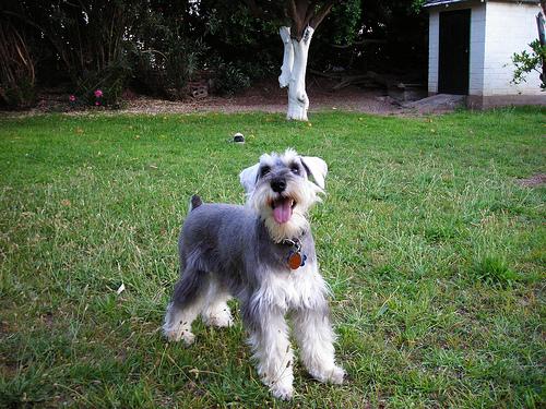 Miniature Schnauzer additional photo