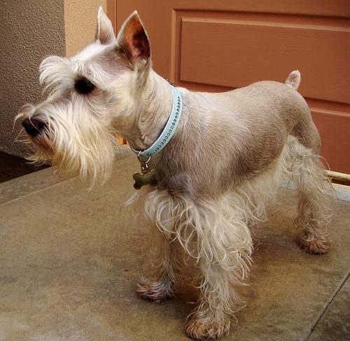 Miniature Schnauzer additional photo