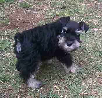 Miniature Schnauzer additional photo