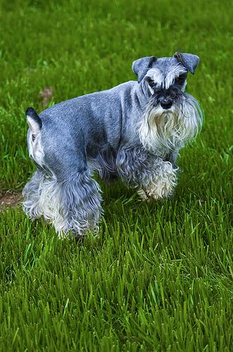 Standard Schnauzer additional photo