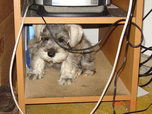 Standard Schnauzer additional photo
