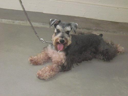Miniature Schnauzer additional photo
