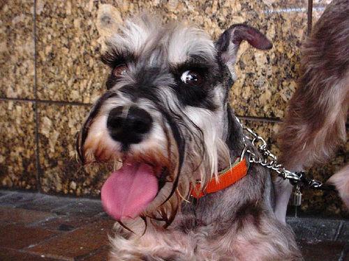 Standard Schnauzer additional photo