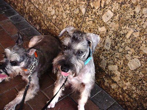 Standard Schnauzer additional photo