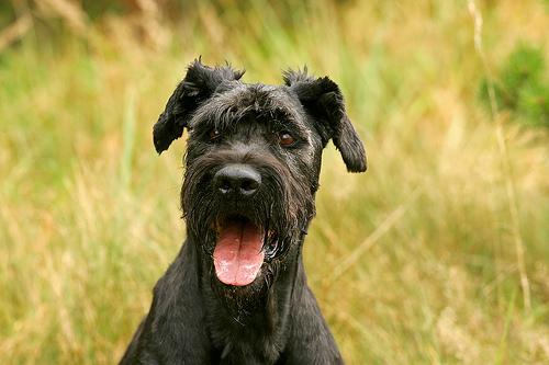 Giant Schnauzer additional photo