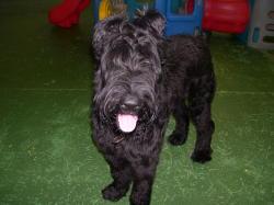 Giant Schnauzer additional photo