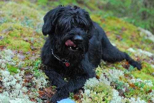 Giant Schnauzer additional photo