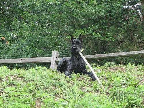 Giant Schnauzer additional photo