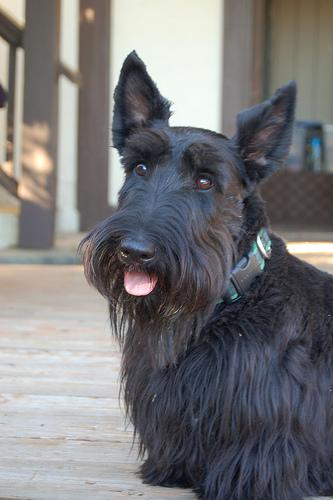 Scottish Terrier additional photo