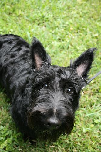 Scottish Terrier additional photo