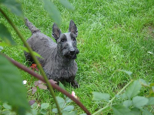 Scottish Terrier additional photo