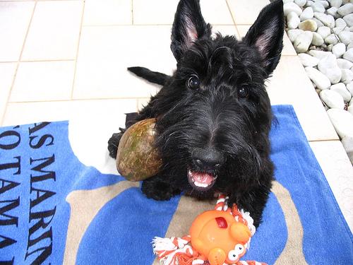 Scottish Terrier additional photo