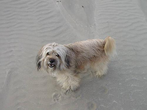 Tibetan Terrier additional photo
