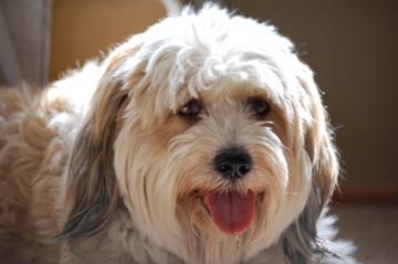 Tibetan Terrier additional photo