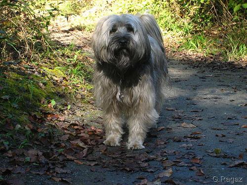 Tibetan Terrier additional photo