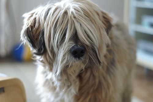 Tibetan Terrier additional photo