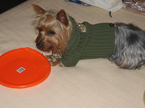Silky Terrier additional photo
