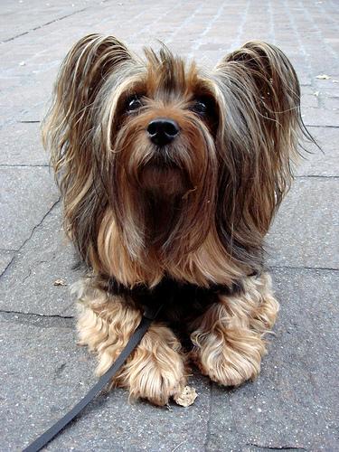 Silky Terrier additional photo