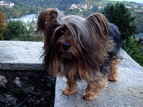 Silky Terrier additional photo