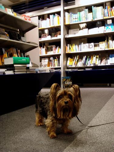 Silky Terrier additional photo
