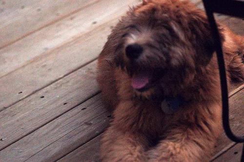 Soft Coated Wheaten Terrier additional photo