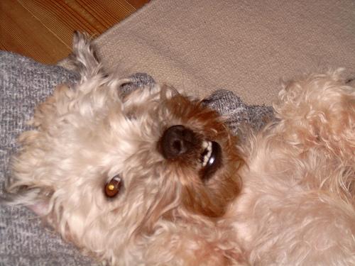 Pumi additional photo