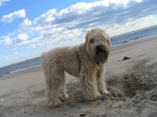 Soft Coated Wheaten Terrier additional photo
