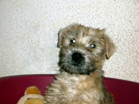 Pumi additional photo