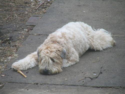 Soft Coated Wheaten Terrier additional photo