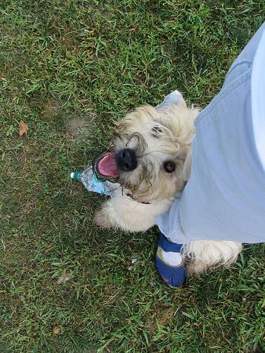 Soft Coated Wheaten Terrier additional photo