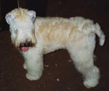 Pumi additional photo