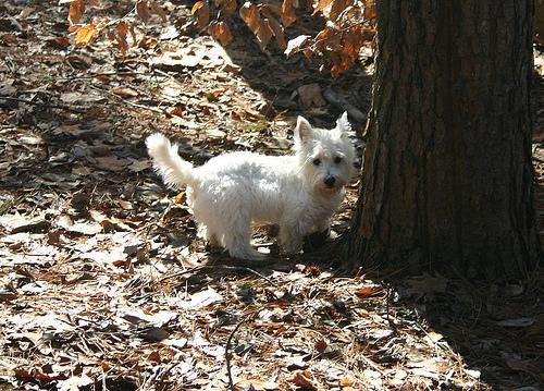 West Highland White Terrier additional photo