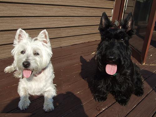 West Highland White Terrier additional photo