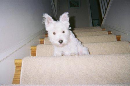 West Highland White Terrier additional photo