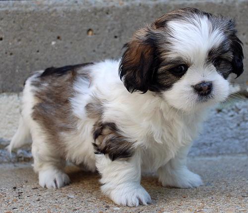 Lhasa Apso additional photo