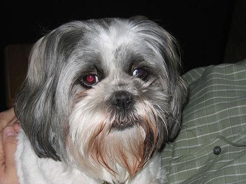 Lhasa Apso additional photo