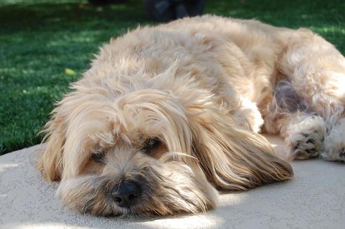 Lhasa Apso additional photo