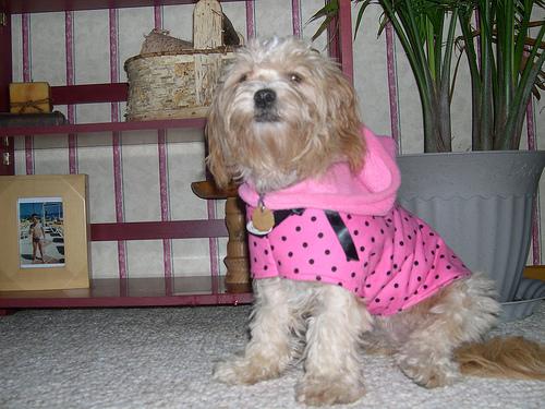 Lhasa Apso additional photo