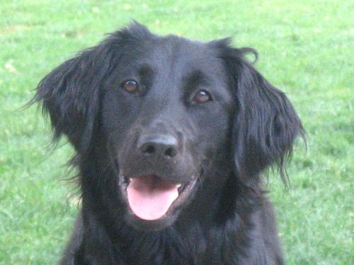 Flat-Coated Retriever additional photo