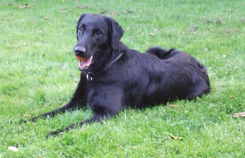 Flat-Coated Retriever additional photo