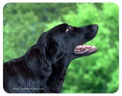 Flat-Coated Retriever additional photo