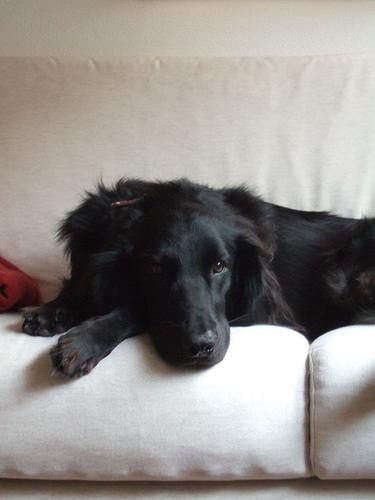 Flat-Coated Retriever